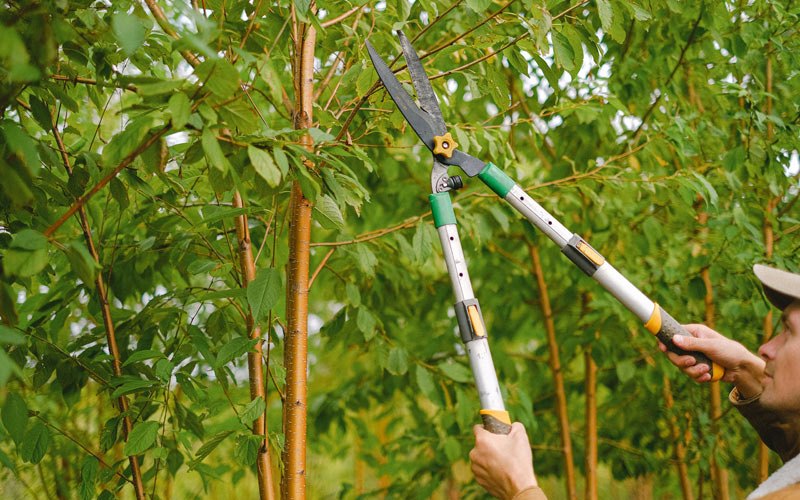 Tree trimming in Cable, OH